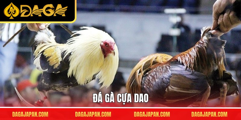 Đá Gà Cựa Dao - Bí Quyết Cược Thông Minh, Chốt Kèo Chính Xác