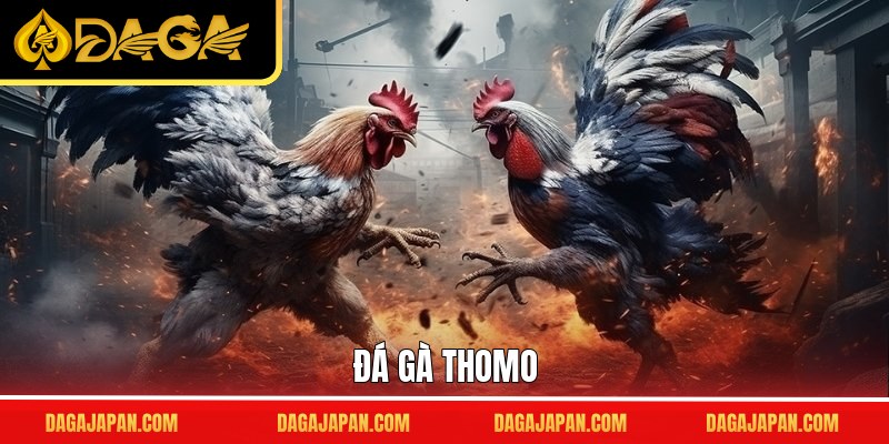 Đá Gà Thomo – Cuộc Đối Đầu Đỉnh Cao Giữa Những Chiến Kê
