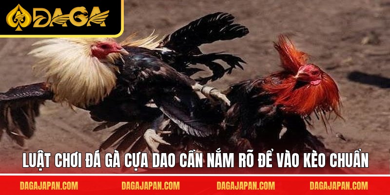 Luật chơi đá gà cựa dao cần nắm rõ để vào kèo chuẩn