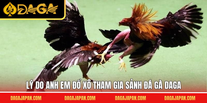 Lý do anh em đổ xô tham gia sảnh đá gà DAGA