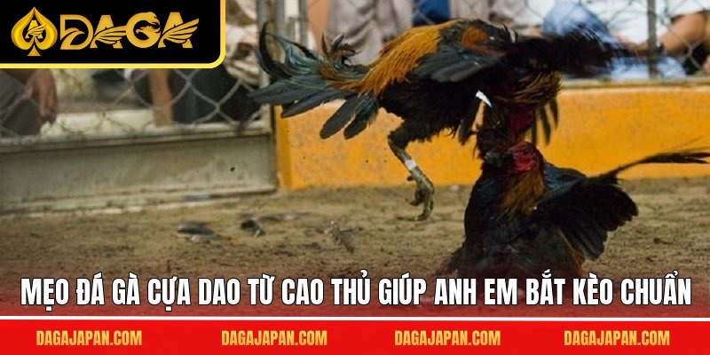 Mẹo đá gà cựa dao từ cao thủ giúp anh em bắt kèo chuẩn